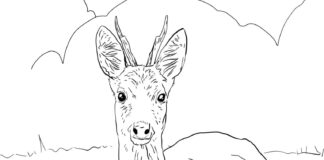 roe deer in the meadow coloring book to print