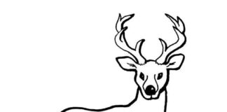 roe deer in the woods coloring book to print