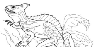 dragon basilisk coloring book to print