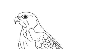 falcon on a rock coloring book to print