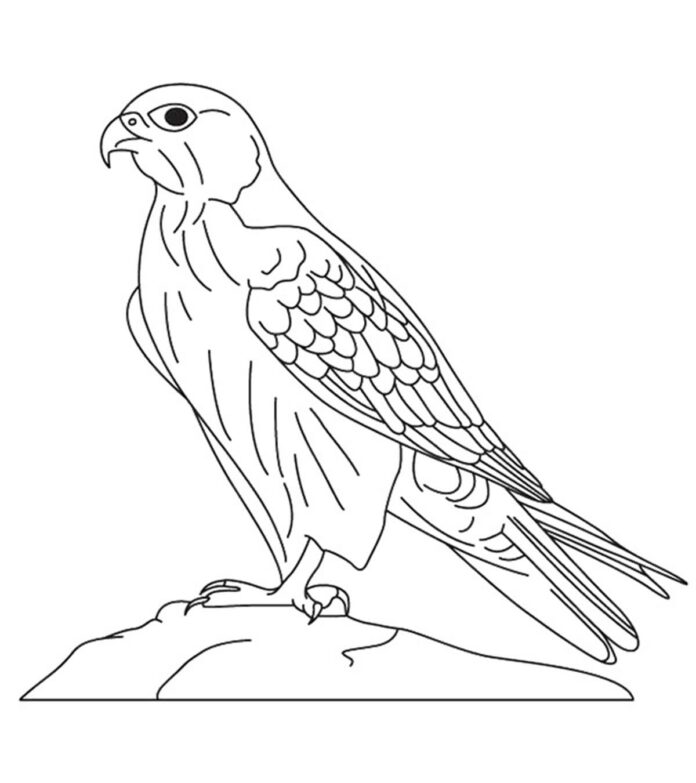falcon on a rock coloring book to print