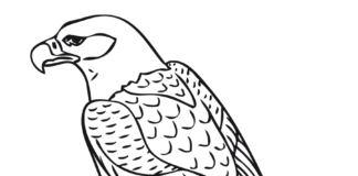 falcon hunts for a frog printable colouring book