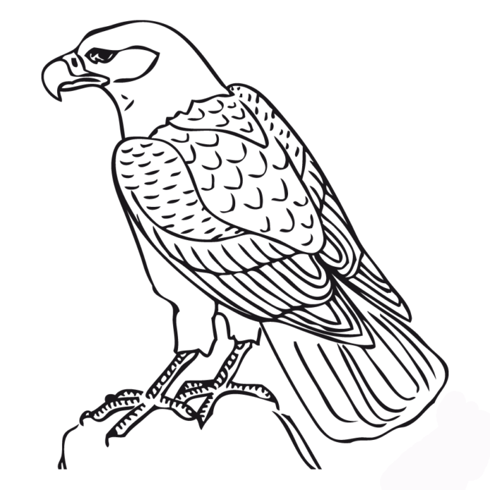 falcon hunts for a frog printable colouring book