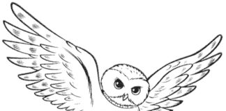 hedwig's owl coloring book to print