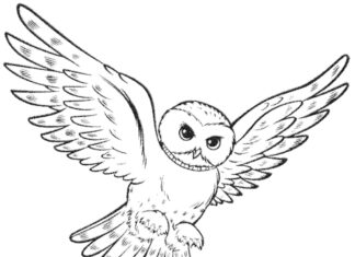 Hedwigova sova - omalovánky k vytisknutí