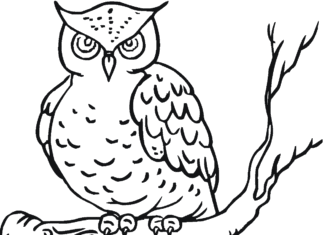 owl in the tree coloring book to print