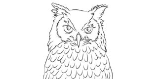 owl owl coloring book to print