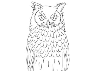 owl owl coloring book to print
