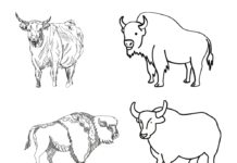 bison herd coloring book to print