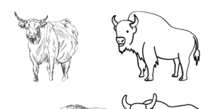 bison herd coloring book to print