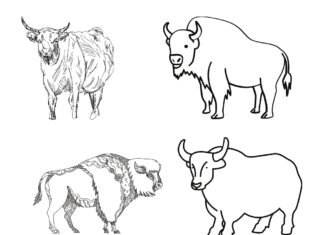 bison herd coloring book to print