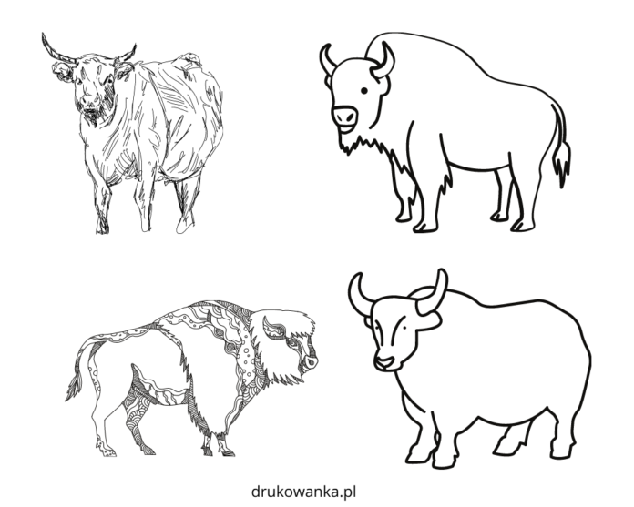stado bizonów kolorowanka do drukowania