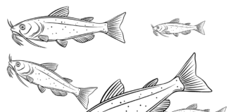 catfish herd coloring book to print