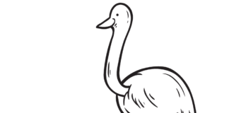 ostrich emu coloring book to print