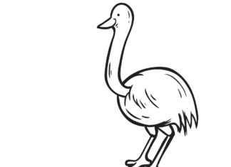 libro da colorare struzzo emu da stampare
