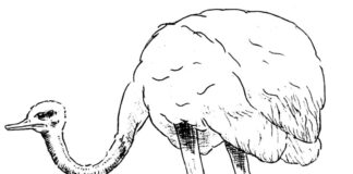 ostrich on long legs coloring book to print