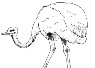 avestruz com pernas longas colorindo o livro para imprimir