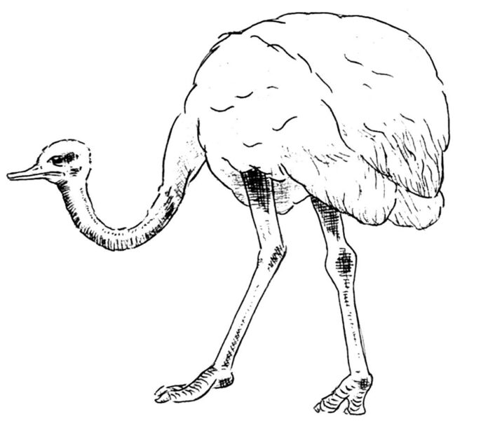 ostrich on long legs coloring book to print