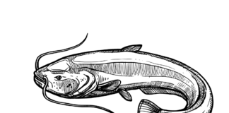 catfish fish drawing coloring book to print