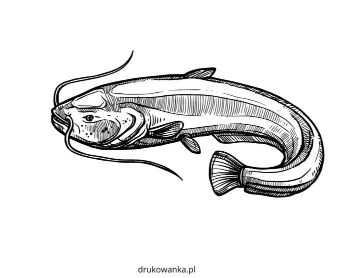 Sumec ryba omaľovánky k vytlačeniu