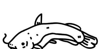 catfish with whiskers coloring book to print