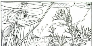 pike attack coloring book to print