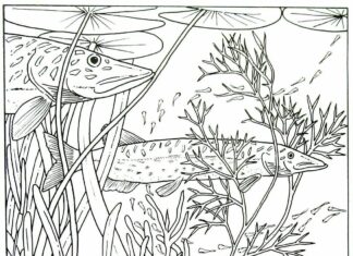 pike attack coloring book to print