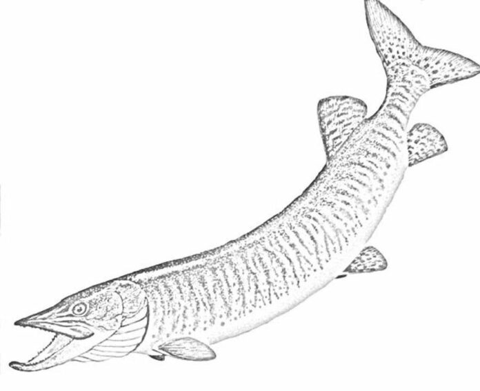 魚のサメの印刷用塗り絵