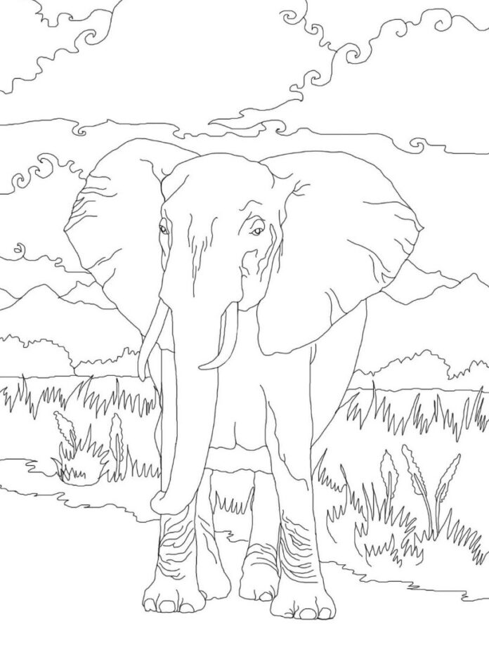 Libro da colorare elefante africano da stampare