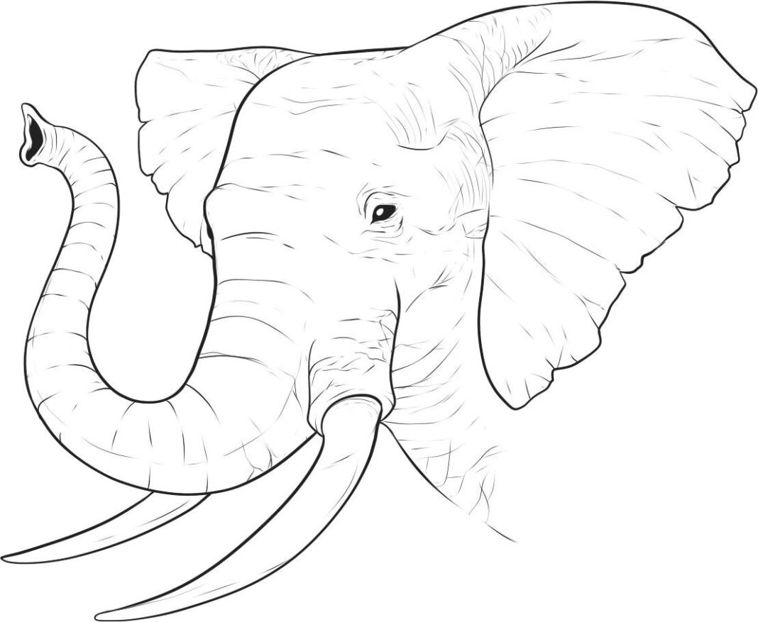 Elefantenkopf und -rüssel Malbuch zum Ausdrucken