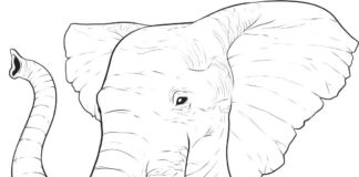 elephant head and trunk coloring book to print