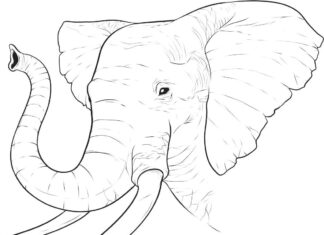 Slonia hlava a chobot na vyfarbenie k vytlačeniu