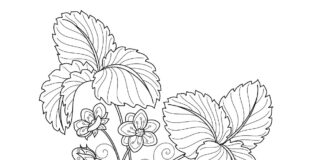 strawberries on the bush coloring book to print