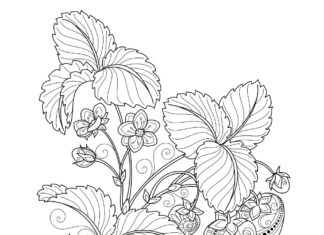 strawberries on the bush coloring book to print