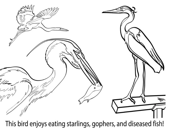 three great egrets coloring book to print