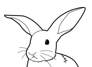 livro de colorir coelhos para imprimir