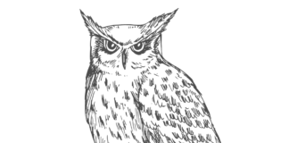 owl coloring book to print