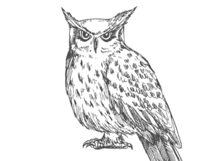 owl coloring book to print
