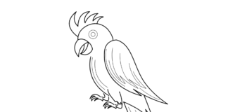 šťastný papoušek kakadu omalovánky k vytisknutí
