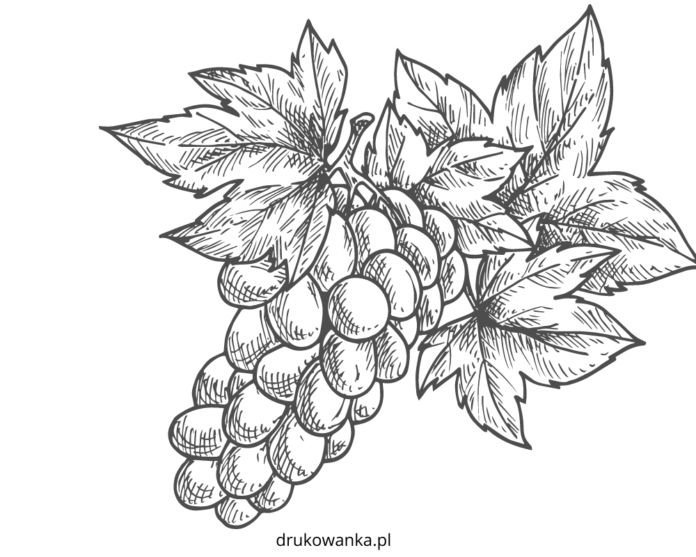 winogron na drzewie kolorowanka do drukowania