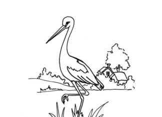 wisona coming stork in the meadow livre de coloriage à imprimer