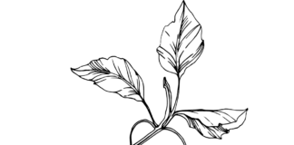 livre de coloriage cerises et feuilles sur une branche à imprimer