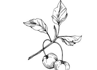 cherries and leaves on a branch coloring book to print