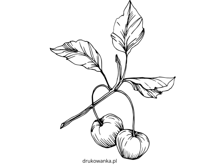 cherries and leaves on a branch coloring book to print
