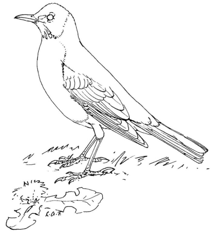 crow on the shore of a lagoon coloring book to print