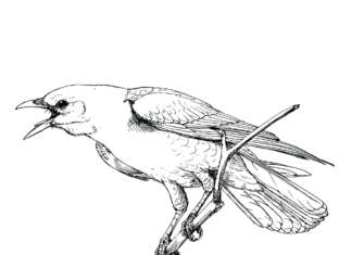 Vrana na vetve - omaľovánky na vytlačenie