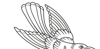 crow with big wings coloring book to print