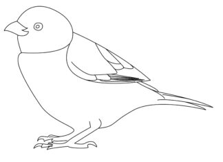 sparrow elemelek coloring book to print