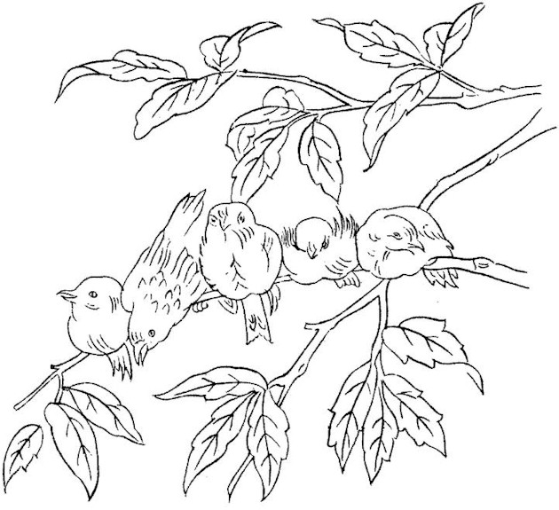 sparrows drawing coloring book to print