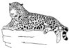 wygrzewający się gepard kolorowanka do drukowania